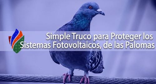 Simple Truco para Proteger los Sistemas Fotovoltaicos, de las Palomas